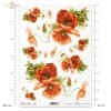 mak, maki, makowe, kwiat, łąka, ogród, lato, R958, poppy, flower, meadow, garden, summer, Mohn, Mohnblume, Blume, Wiese, Garten, Sommer, amapola, flor, prado, jardín, verano 